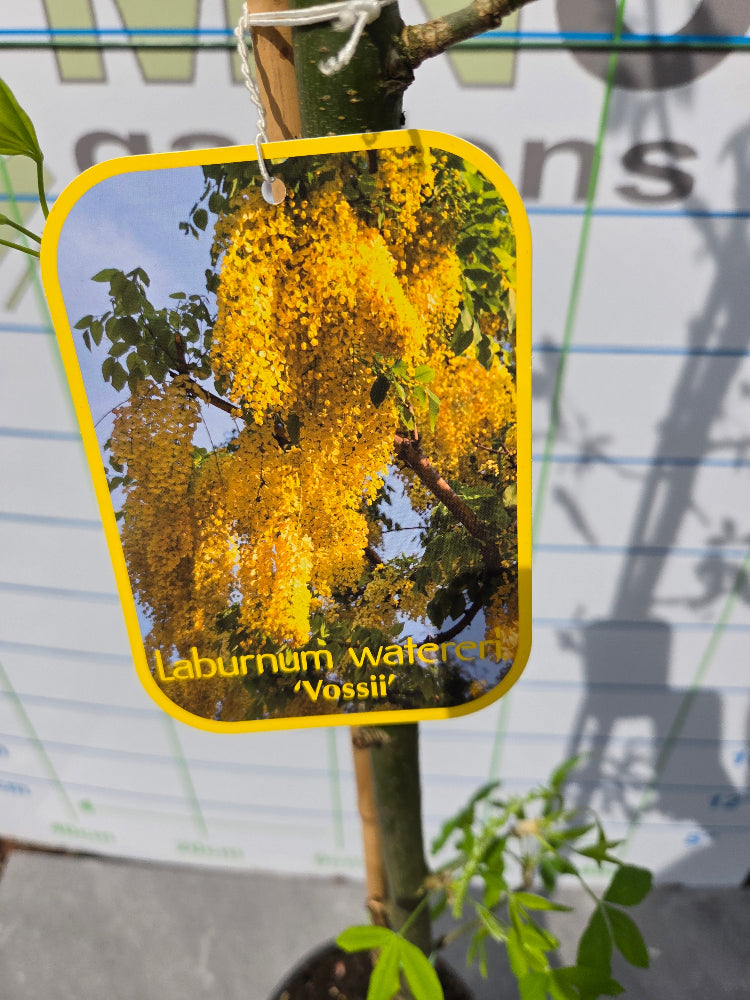 Laburnum x watereri 'Vossii' (Golden Chain Tree)