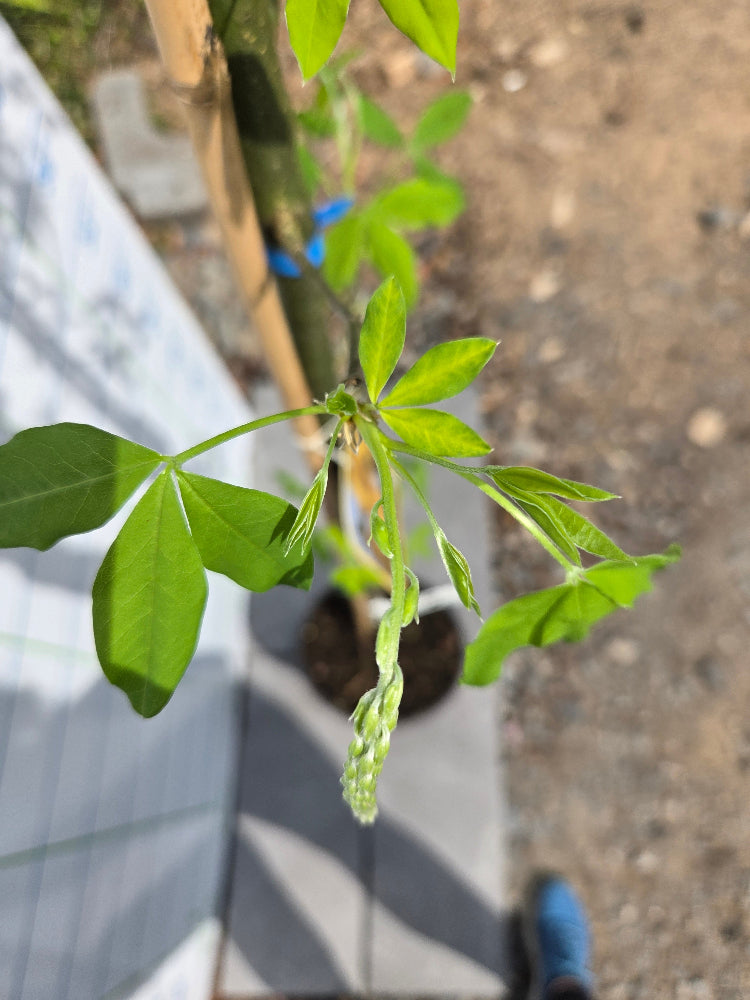 Laburnum x watereri 'Vossii' (Golden Chain Tree)