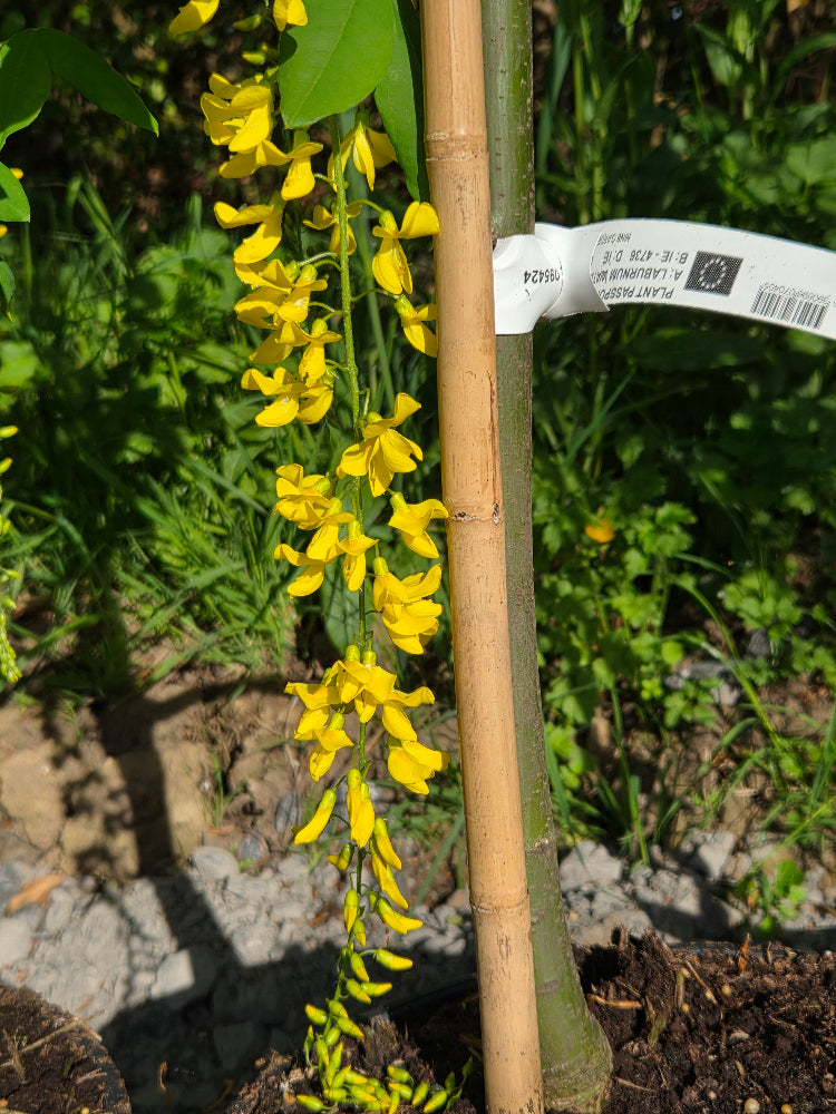 Laburnum x watereri 'Vossii' (Golden Chain Tree)