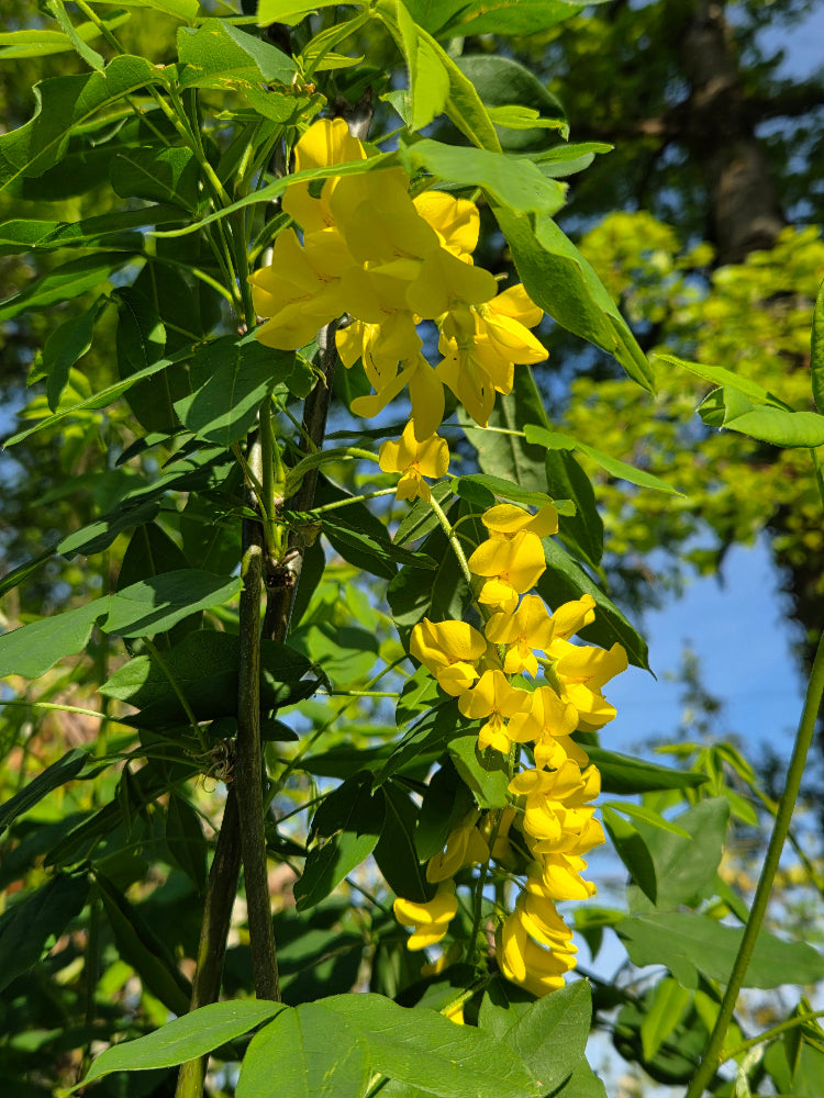 Laburnum x watereri 'Vossii' (Golden Chain Tree)