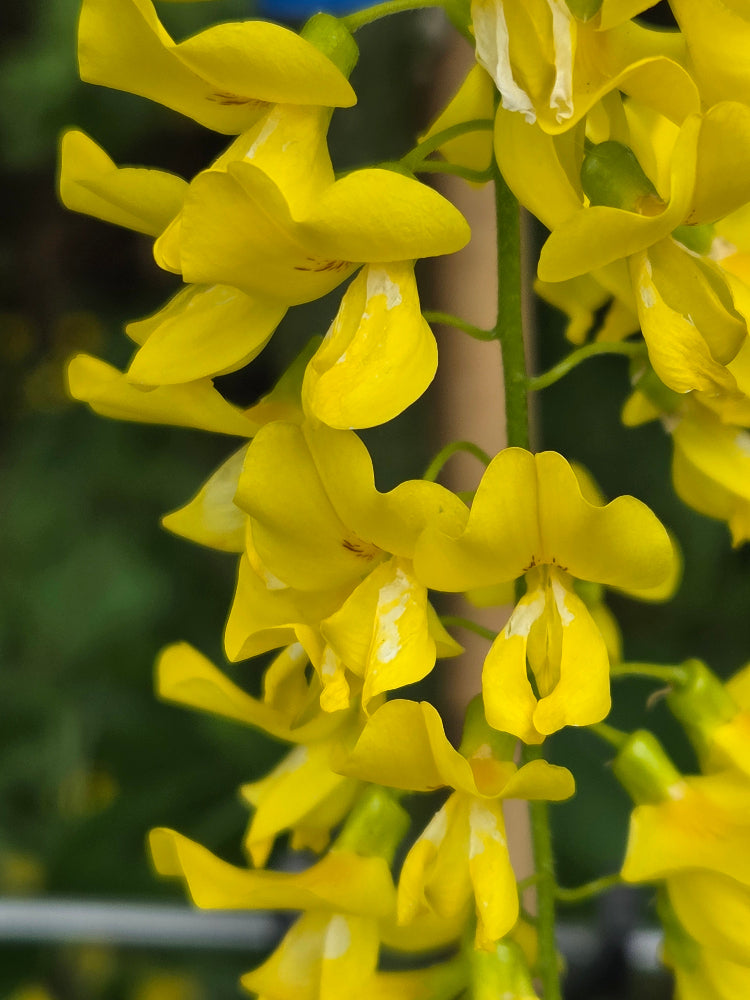 Laburnum x watereri 'Vossii' (Golden Chain Tree)