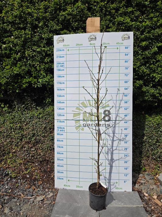 Liquidambar styraciflua 'Worplesdon' (Sweet Gum) Deciduous Tree