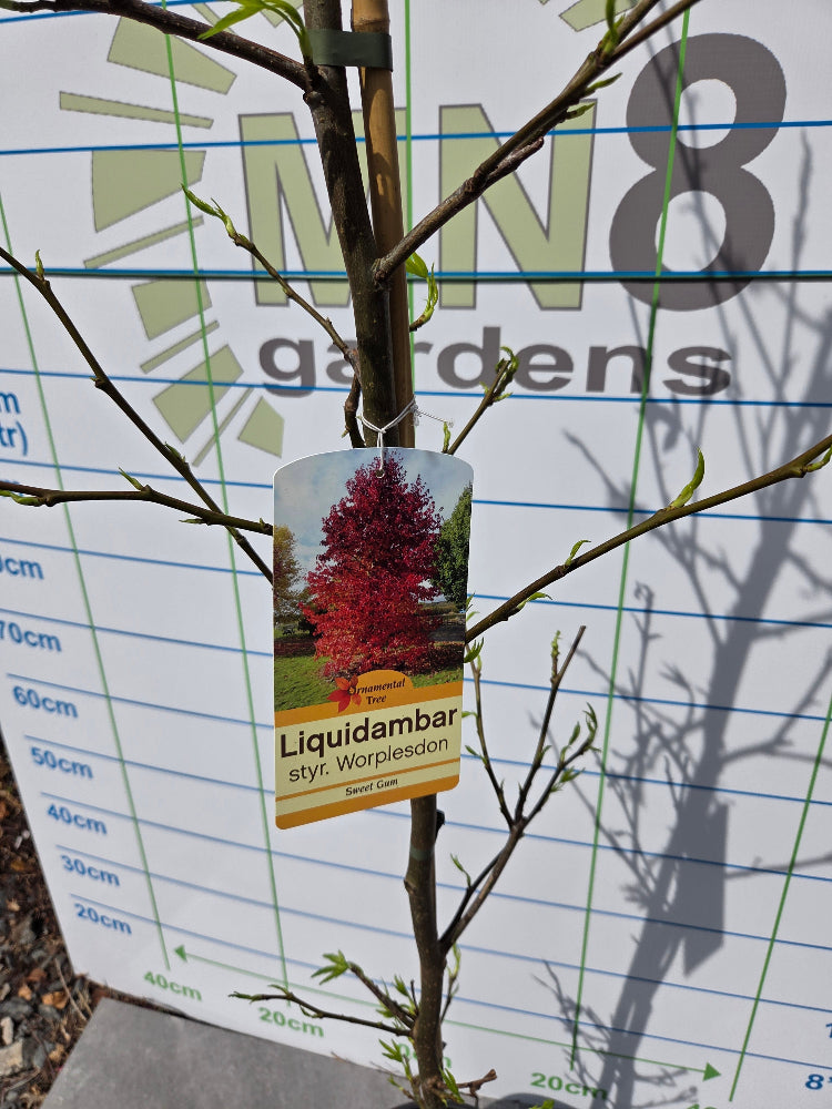 Liquidambar styraciflua 'Worplesdon' (Sweet Gum) Deciduous Tree