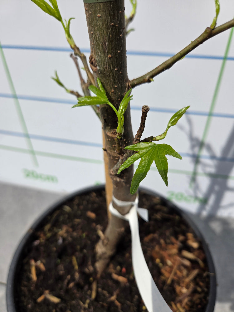 Liquidambar styraciflua 'Worplesdon' (Sweet Gum) Deciduous Tree