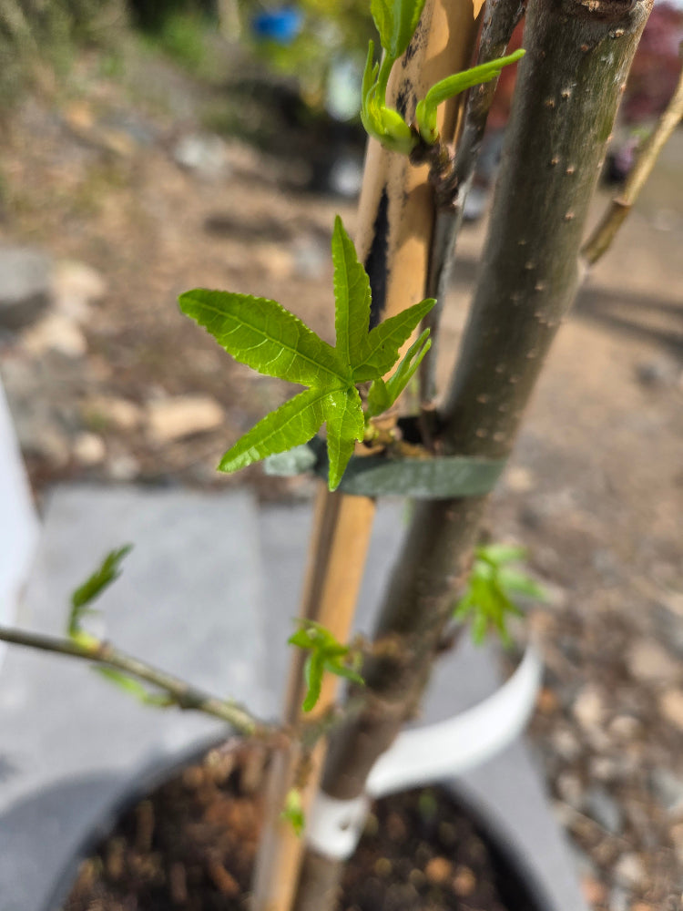 Liquidambar styraciflua 'Worplesdon' (Sweet Gum) Deciduous Tree