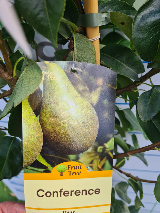 Pear Tree "Conference" 
