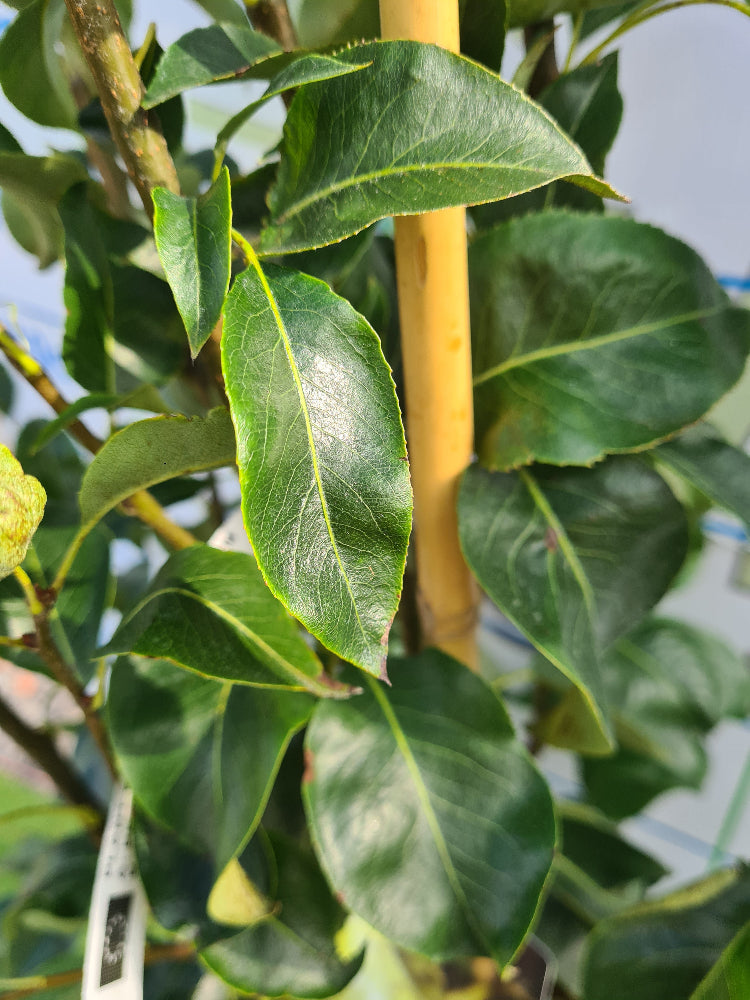 Pear Tree "Conference" 