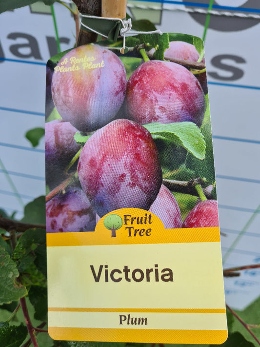 Plum Fruit Tree