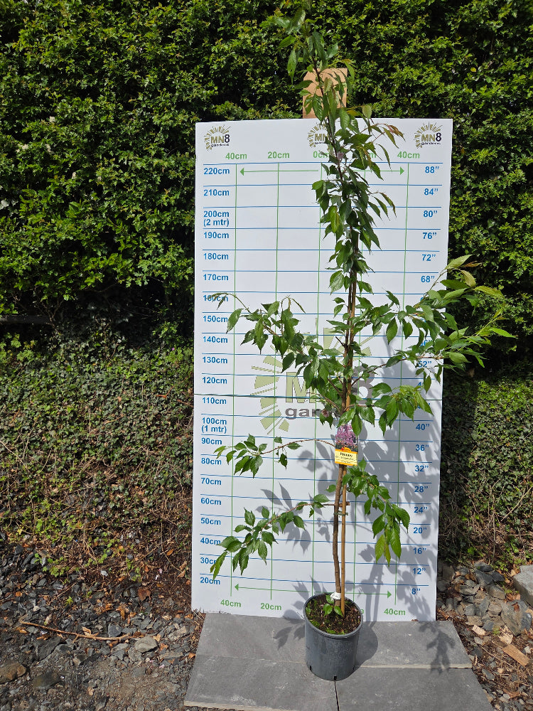 Prunus 'Kiku-shidare-zakura' (Cheal's Weeping Cherry)