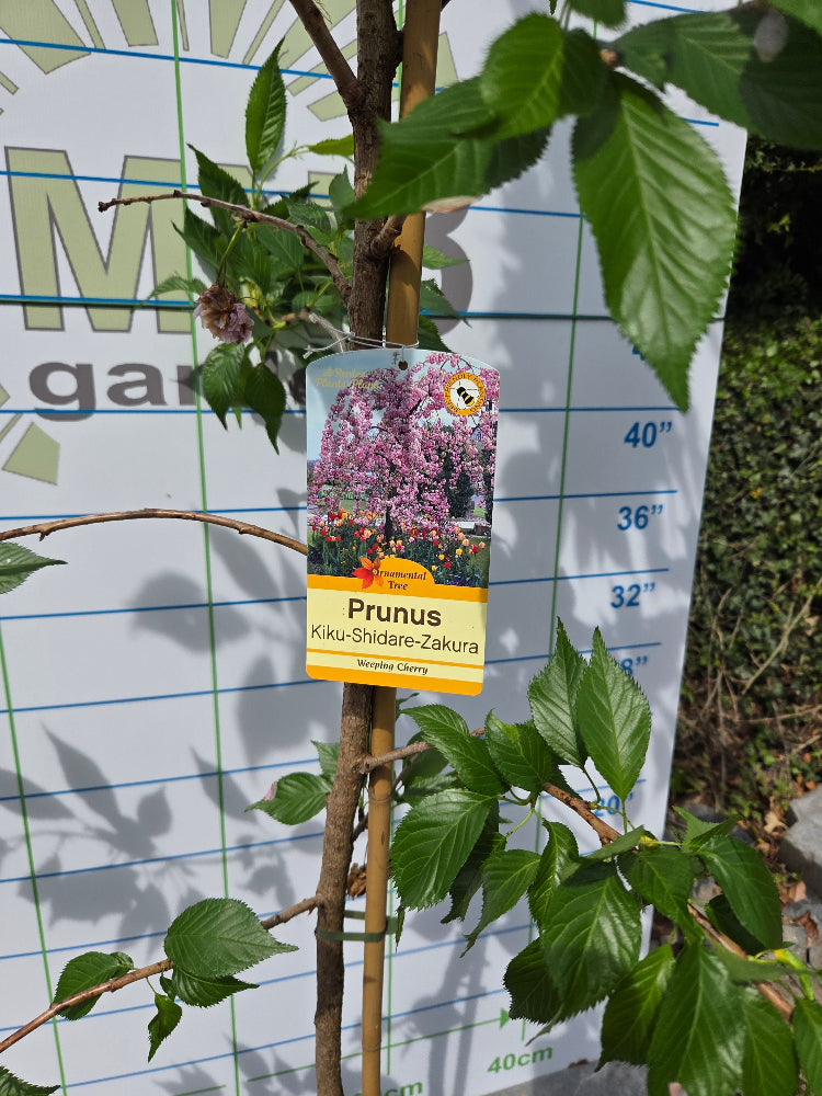 Prunus 'Kiku-shidare-zakura' (Cheal's Weeping Cherry)