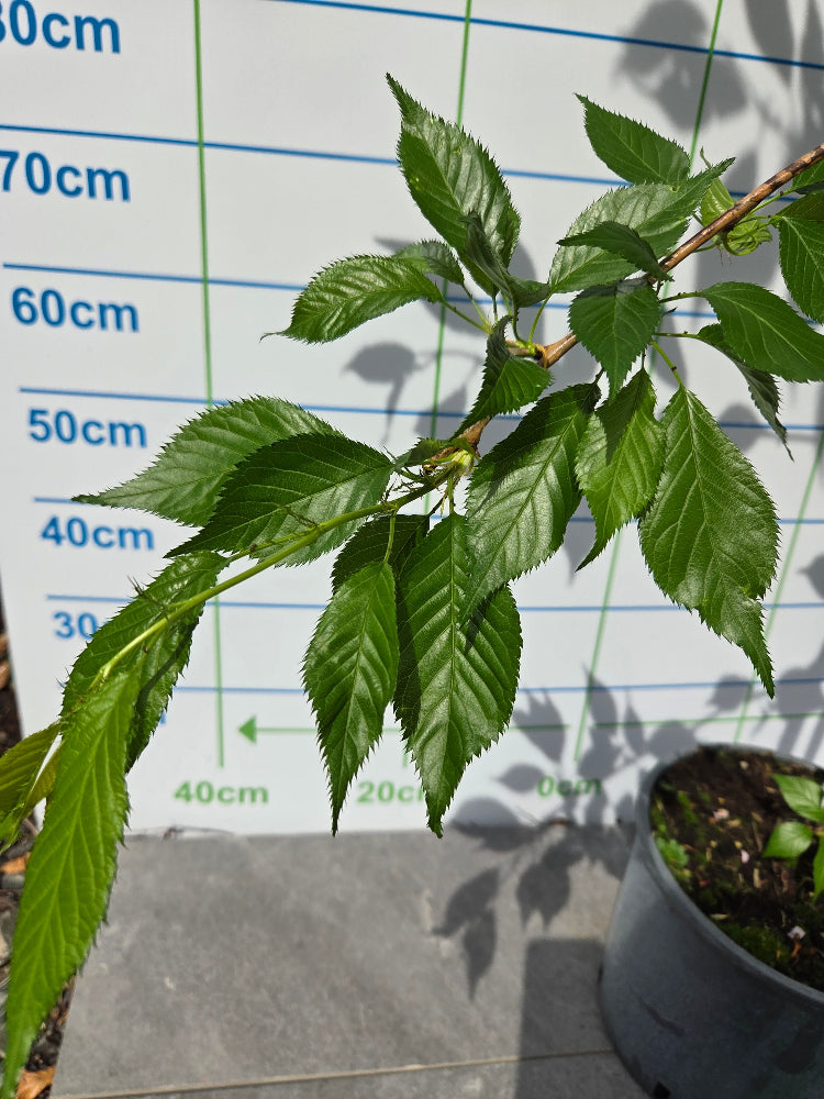 Prunus 'Kiku-shidare-zakura' (Cheal's Weeping Cherry)