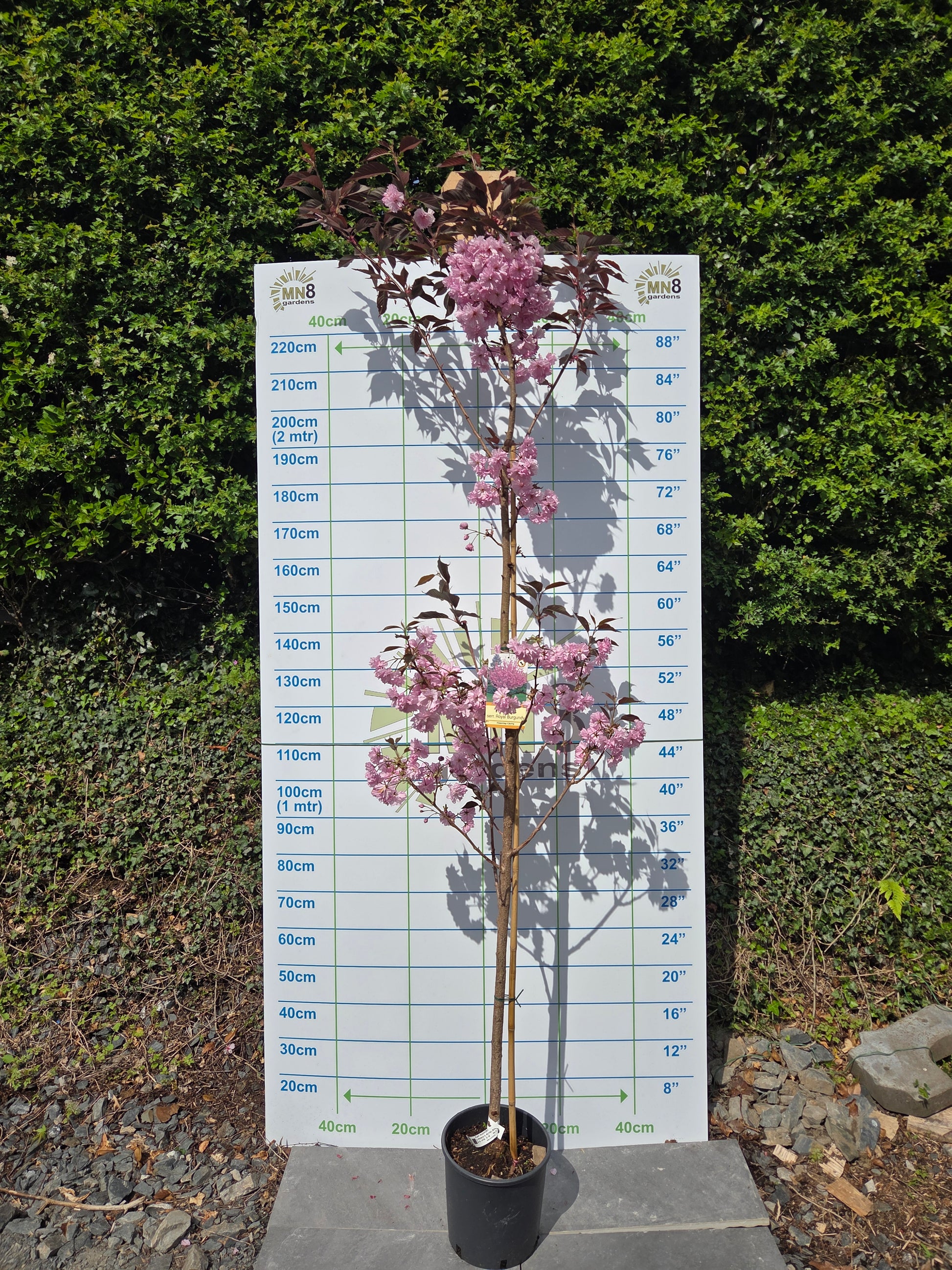Prunus serrulata 'Royal Burgundy' (Purple-Leaved Flowering Cherry)