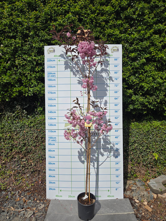 Prunus serrulata 'Royal Burgundy' (Purple-Leaved Flowering Cherry)