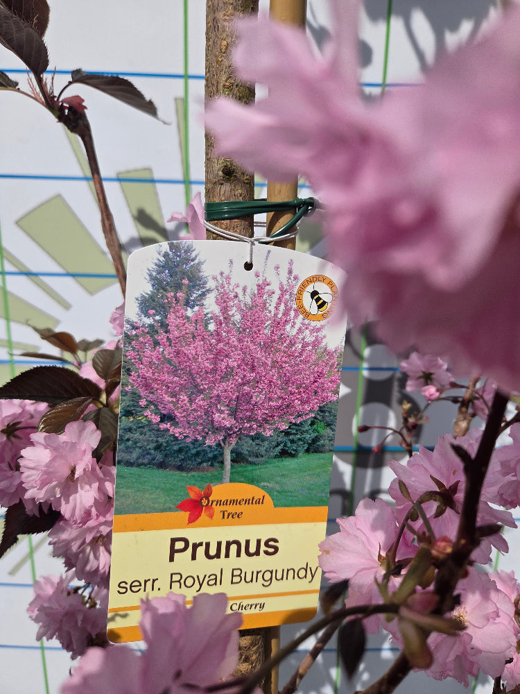 Prunus serrulata 'Royal Burgundy' (Purple-Leaved Flowering Cherry)