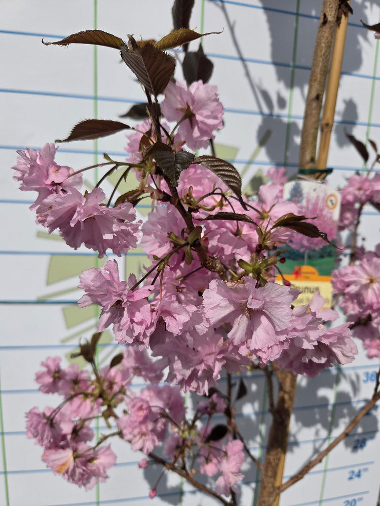 Prunus serrulata 'Royal Burgundy' (Purple-Leaved Flowering Cherry)