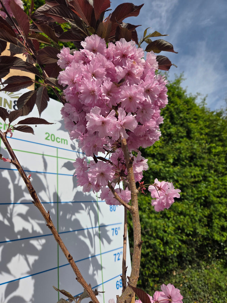 Prunus serrulata 'Royal Burgundy' (Purple-Leaved Flowering Cherry)