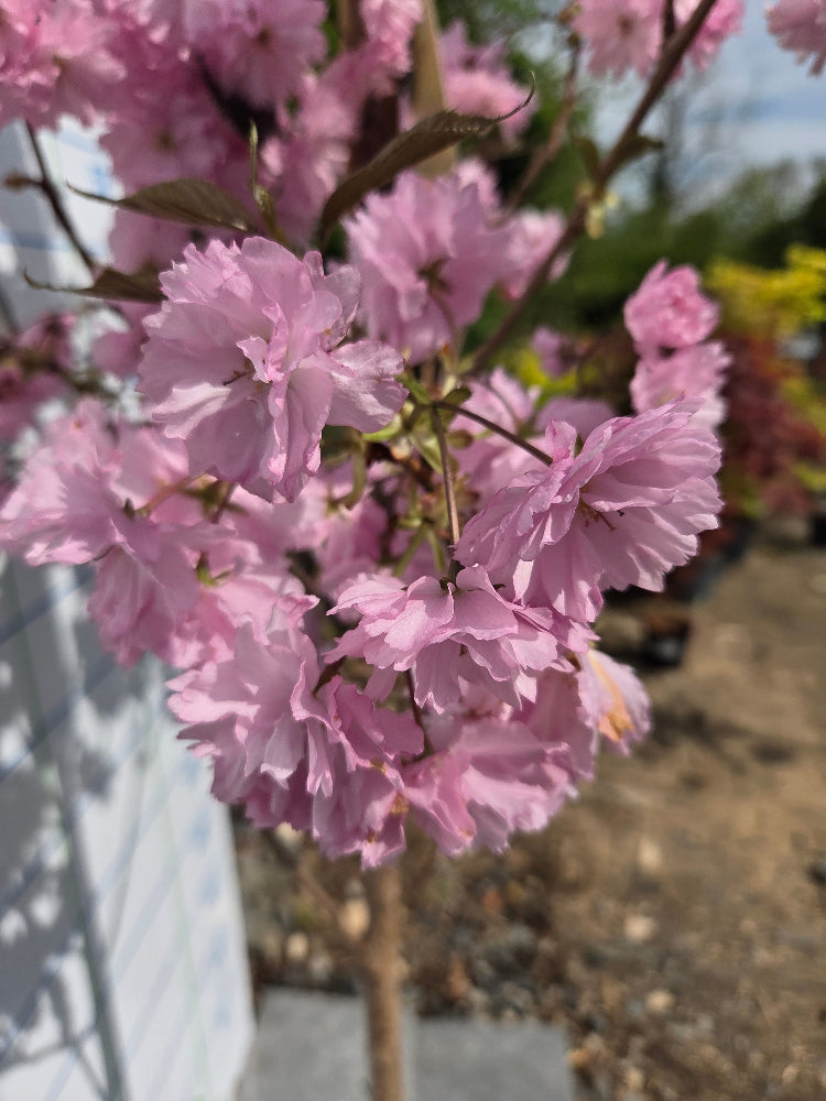 Prunus serrulata 'Royal Burgundy' (Purple-Leaved Flowering Cherry)