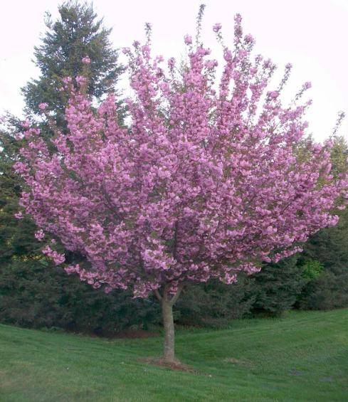 Prunus serrulata 'Royal Burgundy' (Purple-Leaved Flowering Cherry)