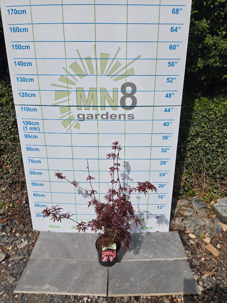 Acer Palmatum 'Shaina' Japanese Maple