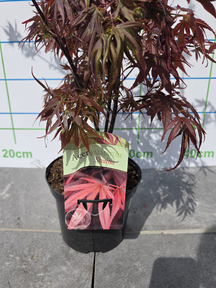 Acer Palmatum 'Shaina' 