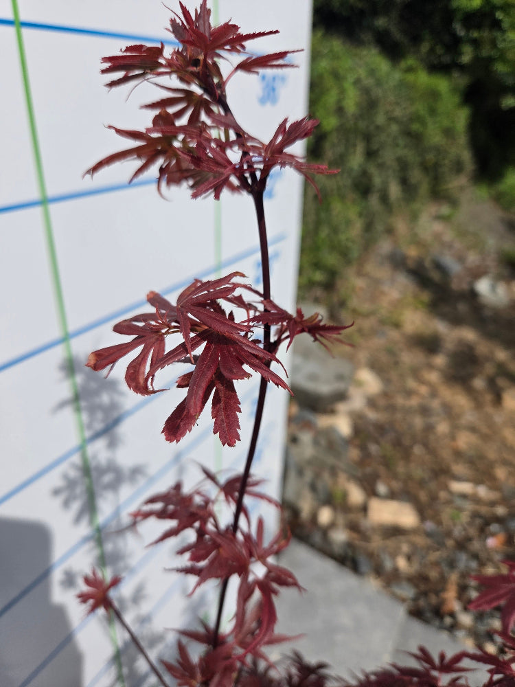 Acer Palmatum 'Shaina' Japanese Maple