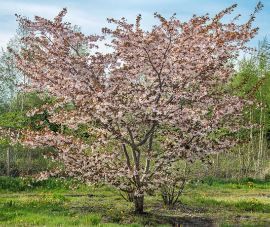** Special Offer ** Prunus Shirofugen (Cherry)