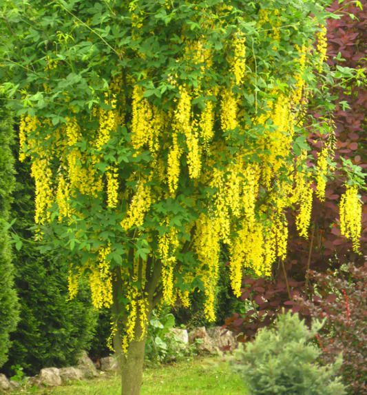 Laburnum x watereri 'Vossii' (Golden Chain Tree)