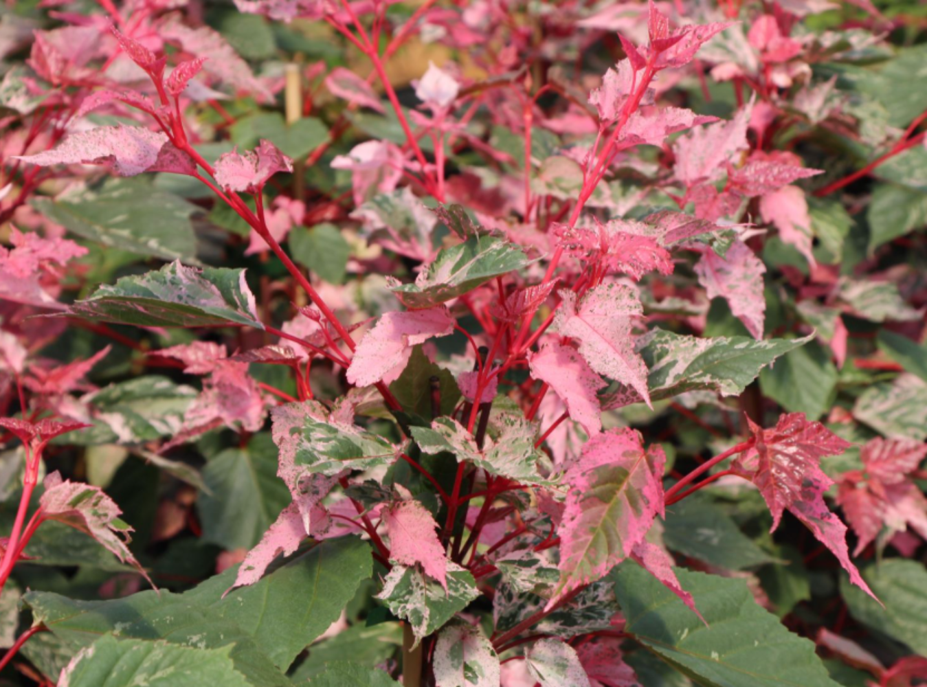Acer Red Flamingo.