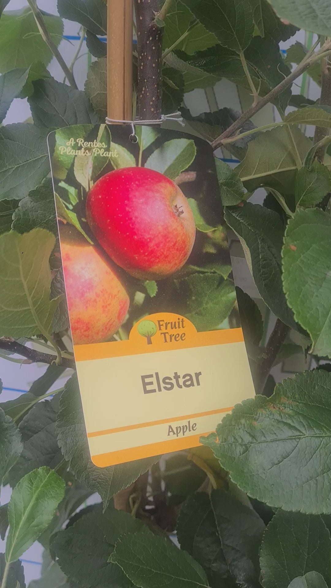 Apple Elstar - Apple Trees, Ireland