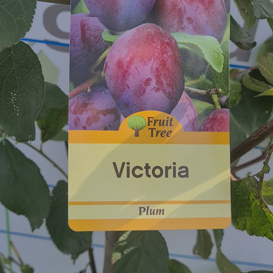 Plum Tree Video