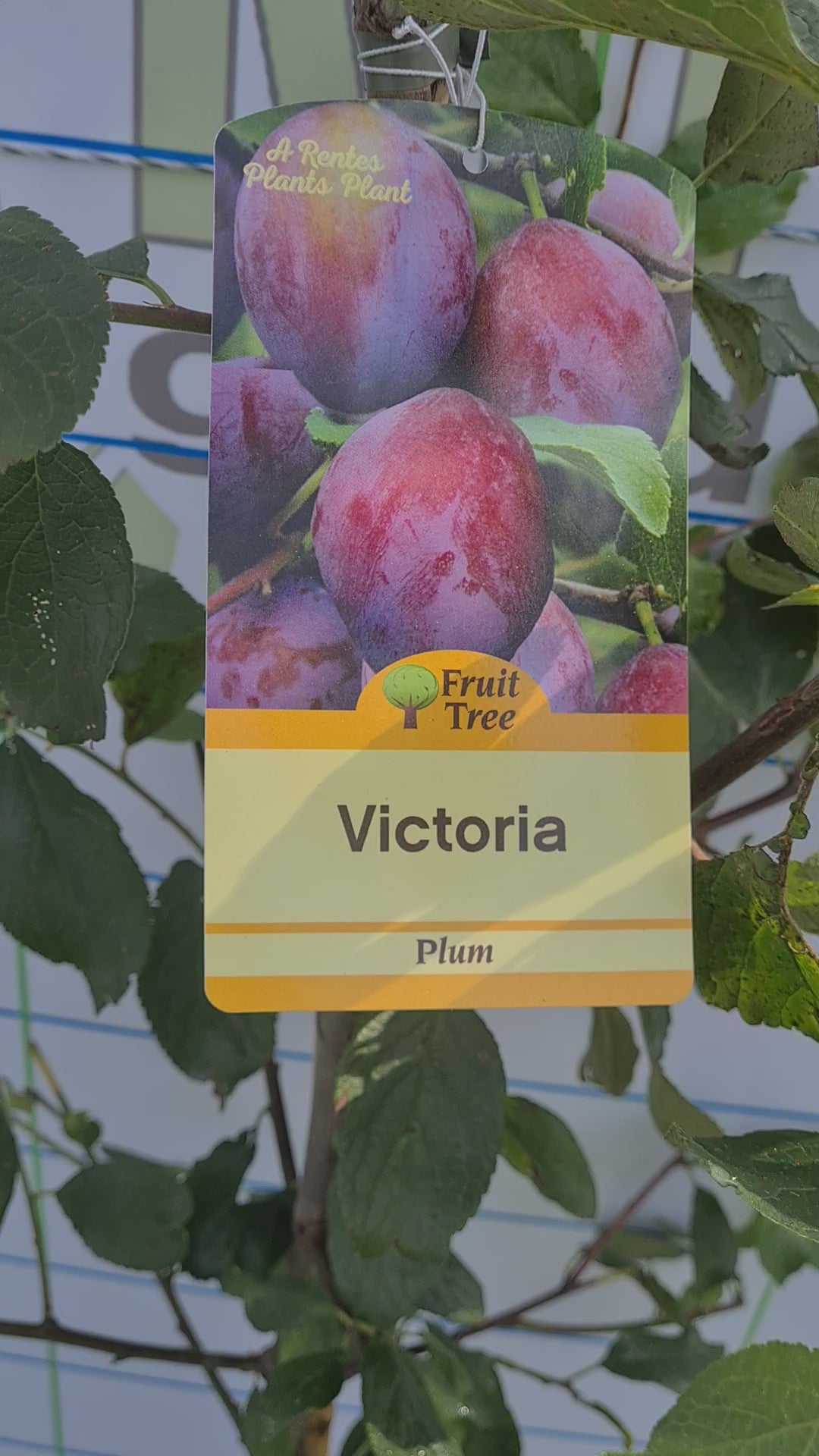 Plum Tree Video