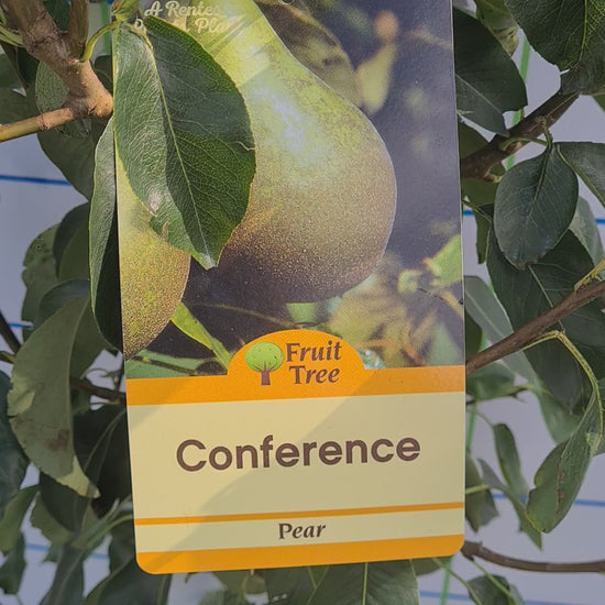Pear Tree "Conference" 