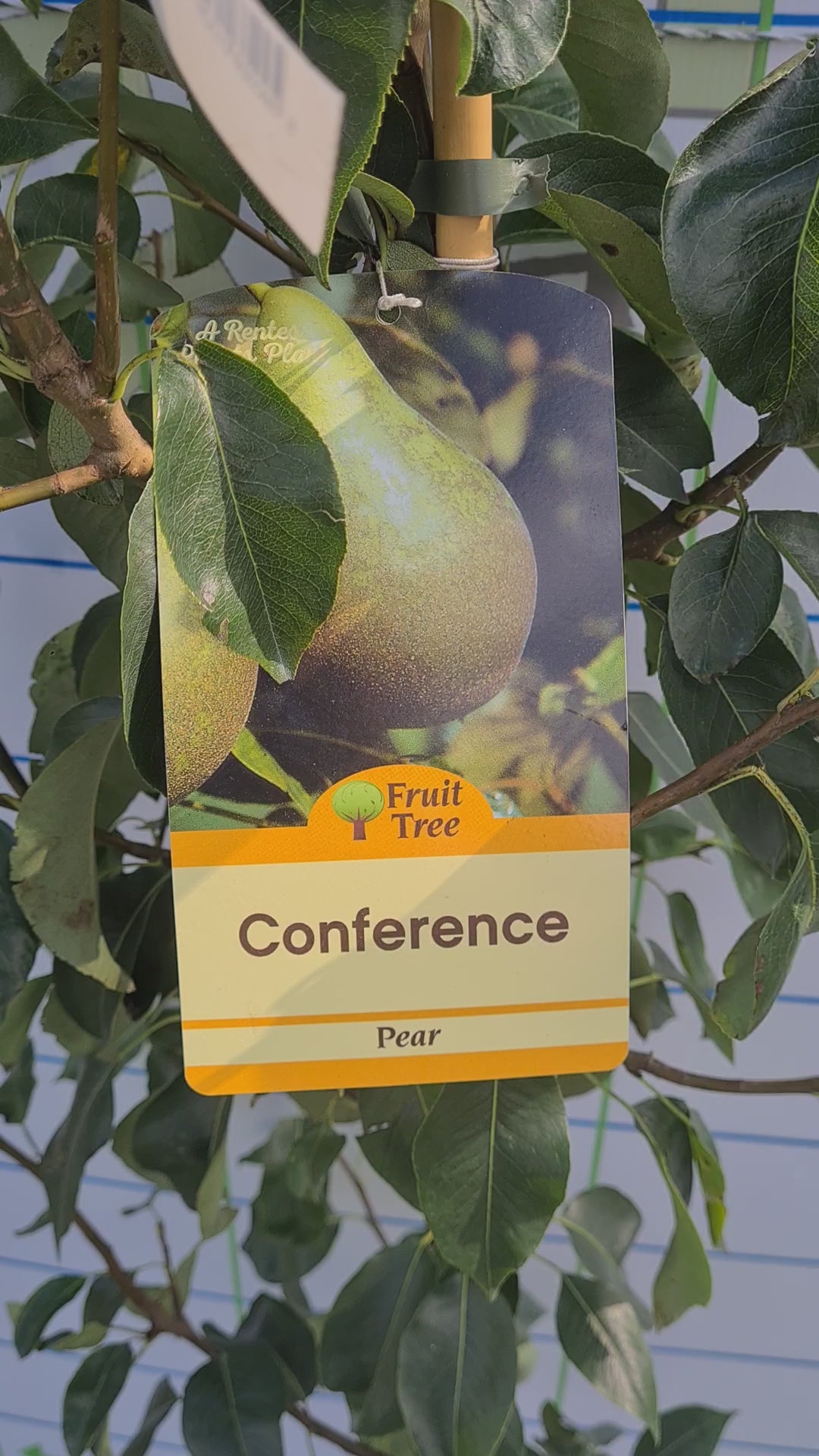 Pear Tree "Conference" 