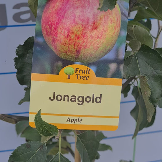 Apple Jonagold