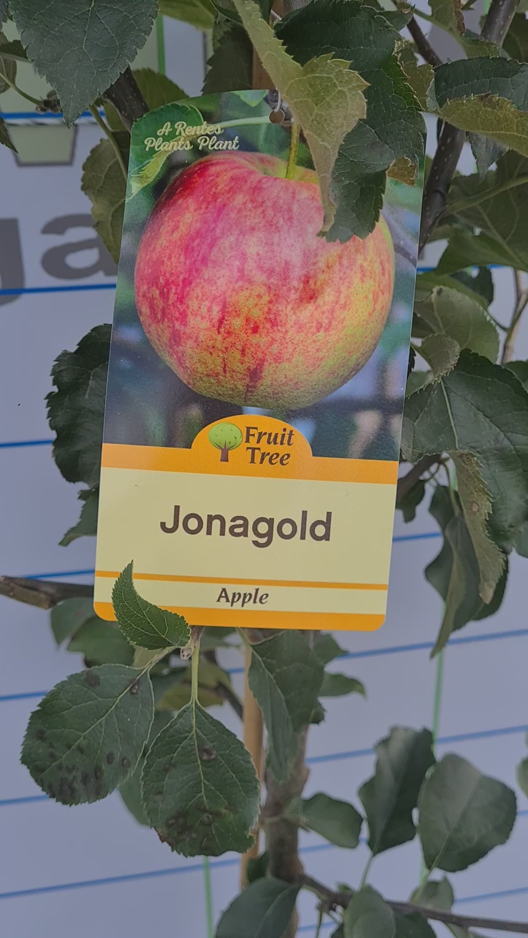 Apple Jonagold
