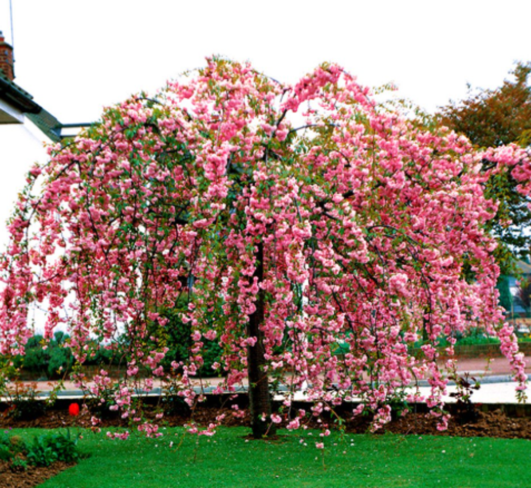 6 Tree Bundle Special Offer